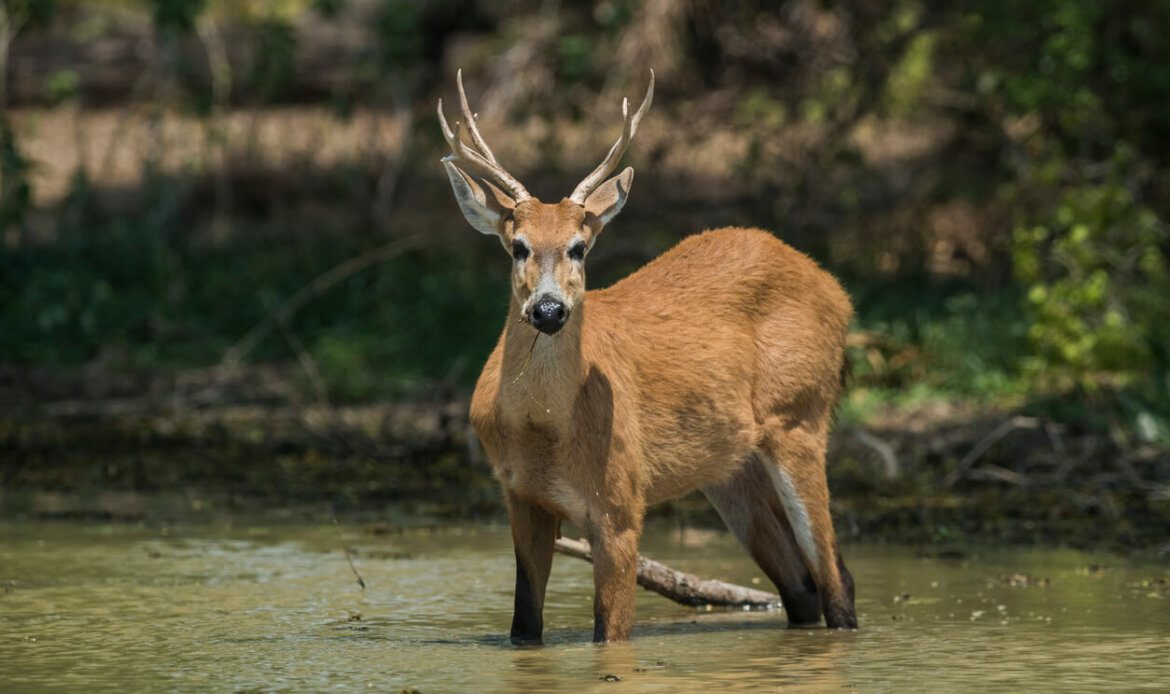 Animais em extinção: Cervo-do-pantanal