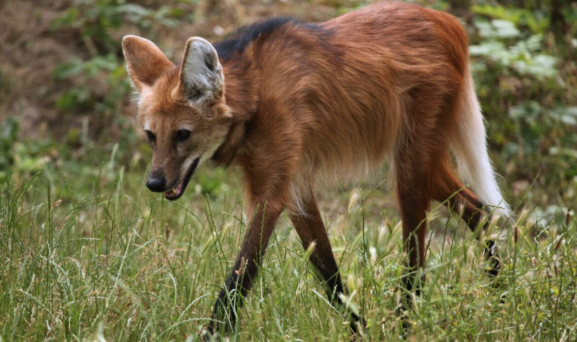 Animais em extinção: Lobo-guará